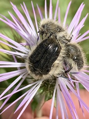 Tropinota squalida canariensis