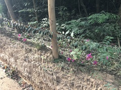 Passiflora kermesina