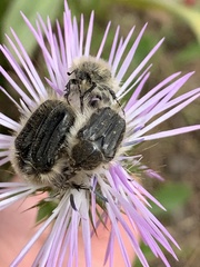 Tropinota squalida canariensis