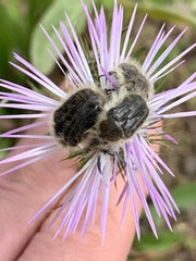 Tropinota squalida canariensis