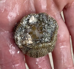 Bunodosoma granuliferum