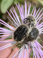 Tropinota squalida canariensis