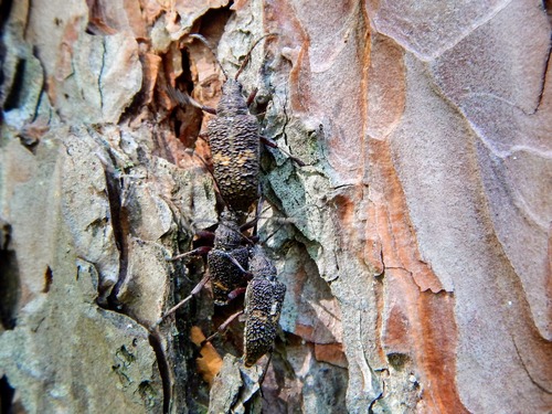 Rough-winged Long-horned Beetle