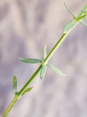 Galium wrightii
