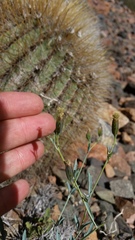 Porophyllum obscurum