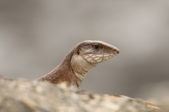 Ameiva praesignis