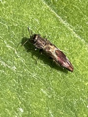Agrilus discalis