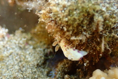 Goniobranchus albopustulosus