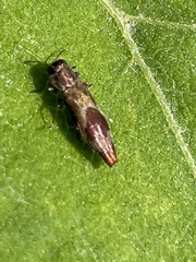 Agrilus discalis