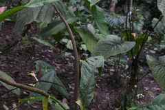 Anthurium malagaense