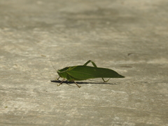 Frontinus