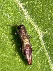 Agrilus discalis