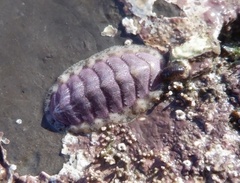 Lepidochitona cinerea