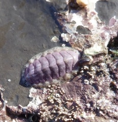 Lepidochitona cinerea