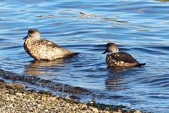 Lophonetta specularioides