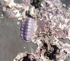 Lepidochitona cinerea