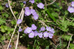 Phacelia hirsuta
