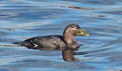 Tachyeres patachonicus