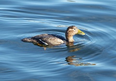 Tachyeres patachonicus