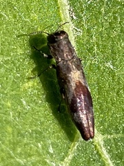 Agrilus discalis