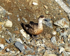 Lophonetta specularioides