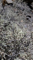 Buddleja mendozensis