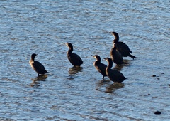 Nannopterum brasilianum