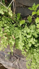 Adiantum raddianum image