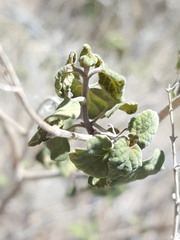 Salvia pinguifolia