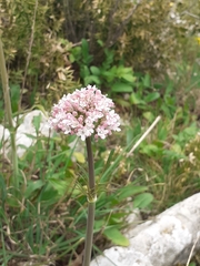 Valeriana italica