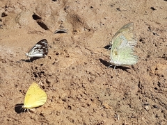 Eurema brigitta