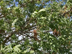Pistacia atlantica