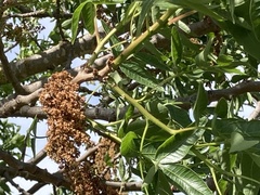 Pistacia atlantica