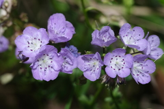 Phacelia hirsuta