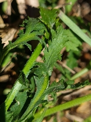 Lepidium desvauxii