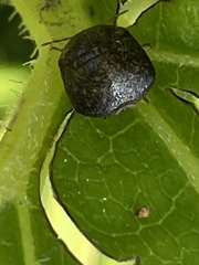 Megacopta punctatissima