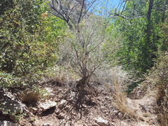 Salvia pinguifolia