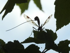 Megarhyssa macrurus macrurus