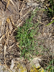 Lepidium desvauxii
