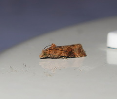 Lobesia xylistis