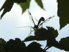 Megarhyssa macrurus macrurus
