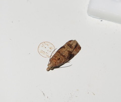 Lobesia xylistis