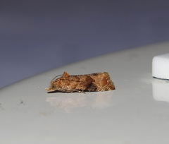 Lobesia xylistis