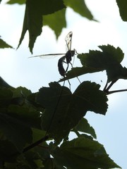 Megarhyssa macrurus macrurus