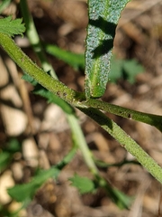 Lepidium desvauxii