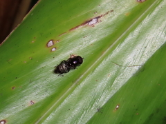 Eumerus argyrogaster