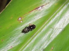 Eumerus argyrogaster