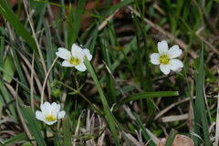 Mononeuria nuttallii