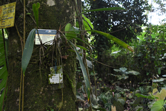 Anthurium gracile