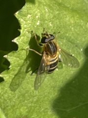 Helophilus eristaloidea
